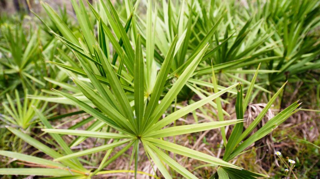 Saw Palmetto Structuur