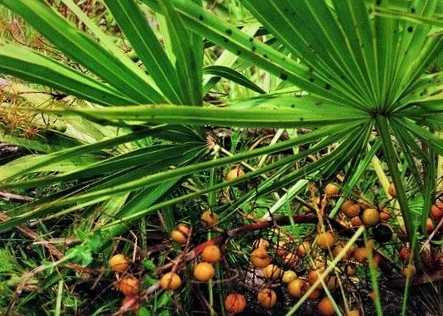 Saw Palmetto Hoe te gebruiken?